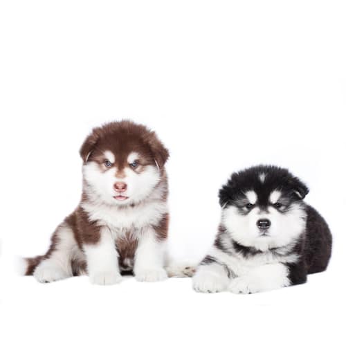 Alaskan Malamute